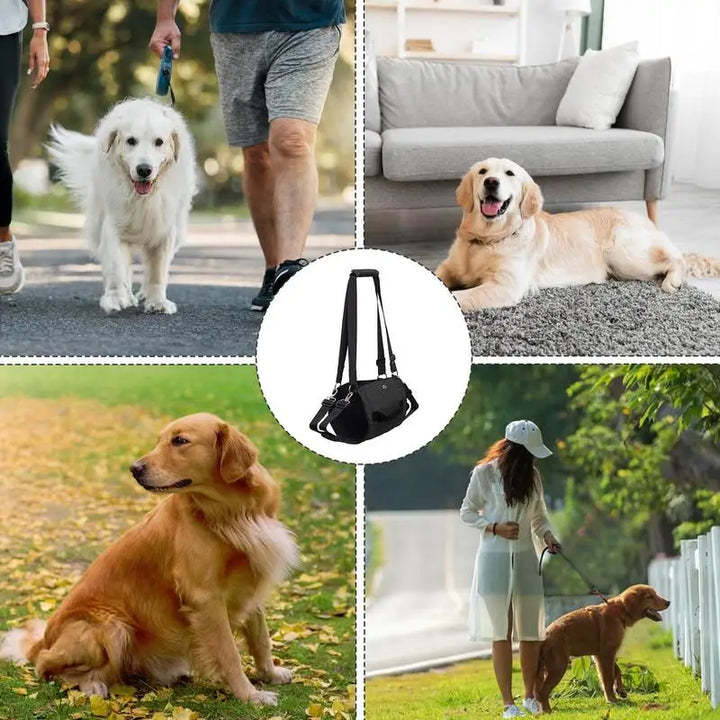 Dog Support Harness: Walking Again, Together
