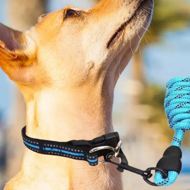 Reflective dog collar – For walks even in the shade