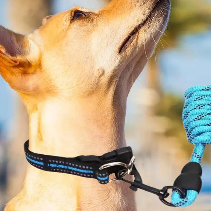 Reflective dog collar – For walks even in the shade