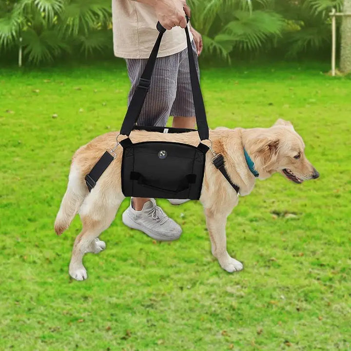 Dog Support Harness: Walking Again, Together