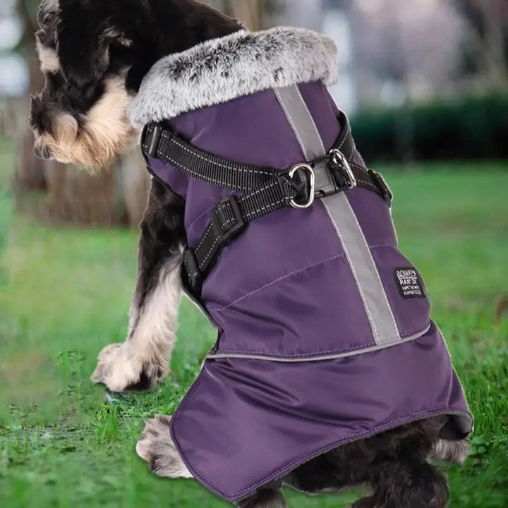 Triple-layer coat with integrated harness and warm collar