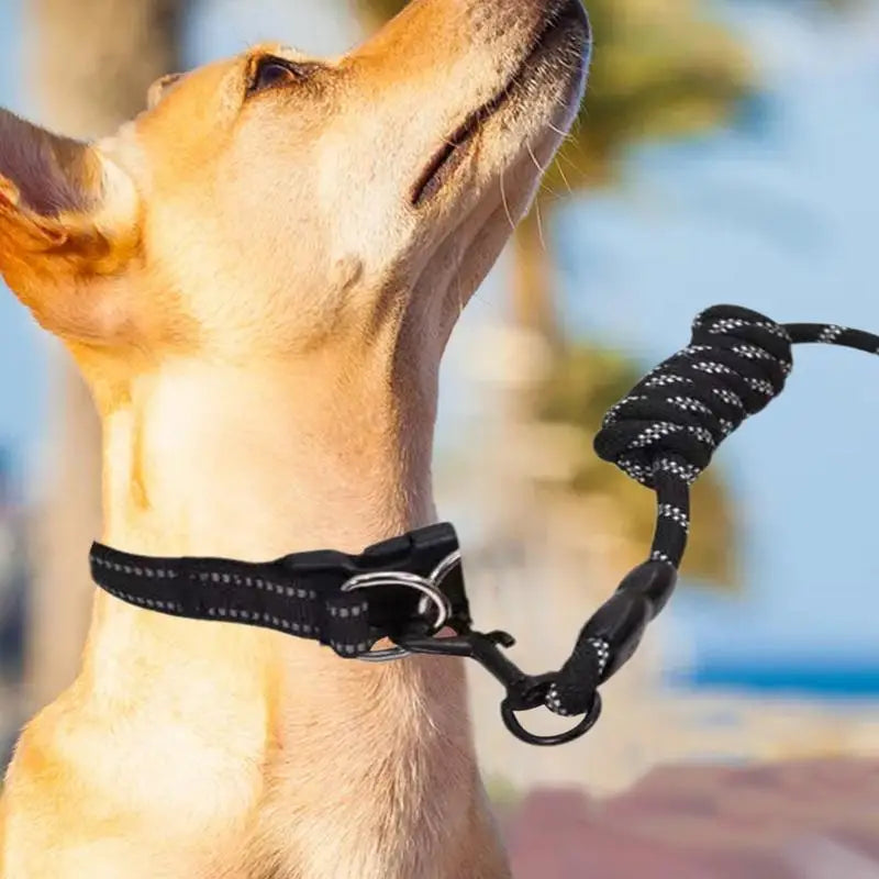 Reflective dog collar – For walks even in the shade