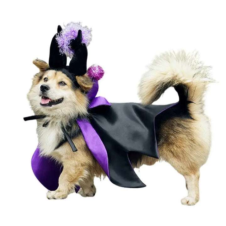 Halloween costume for dogs and cats: magical, funny and endearing