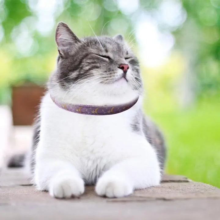 Moon &amp; Star Cat Collar: Sacred Bond &amp; Celestial Style