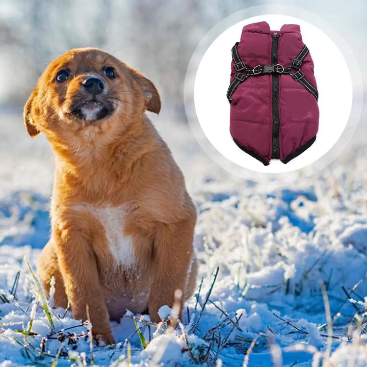 Warm coat with integrated harness – Peaceful winter for your dog