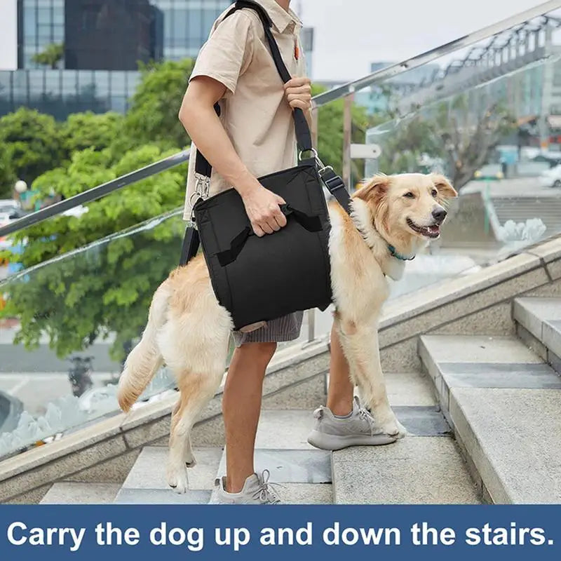 Dog Support Harness: Walking Again, Together