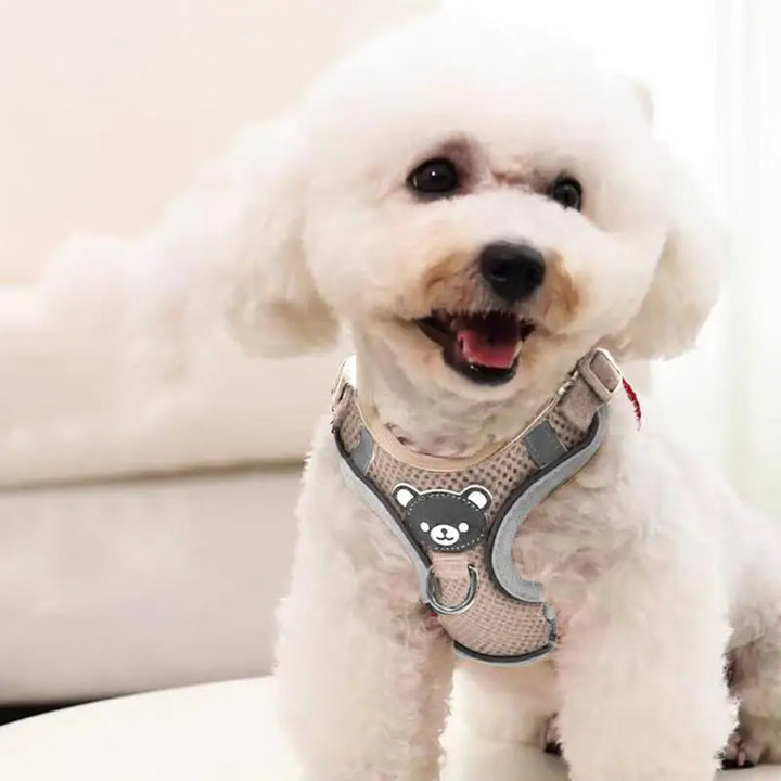 Luminous harness for dogs and cats, visible at night without stress
