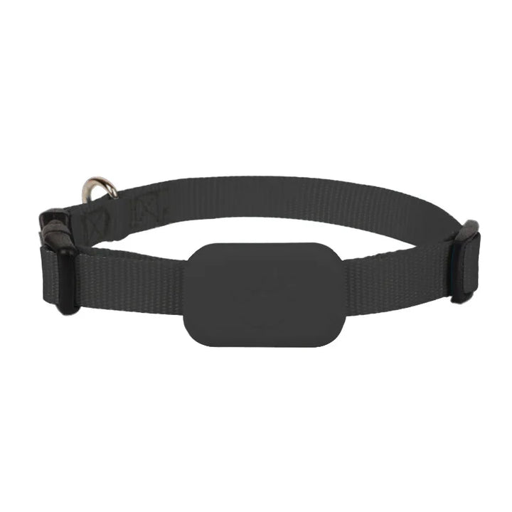 GPS collar for dogs and cats: visible, localizable, and always findable