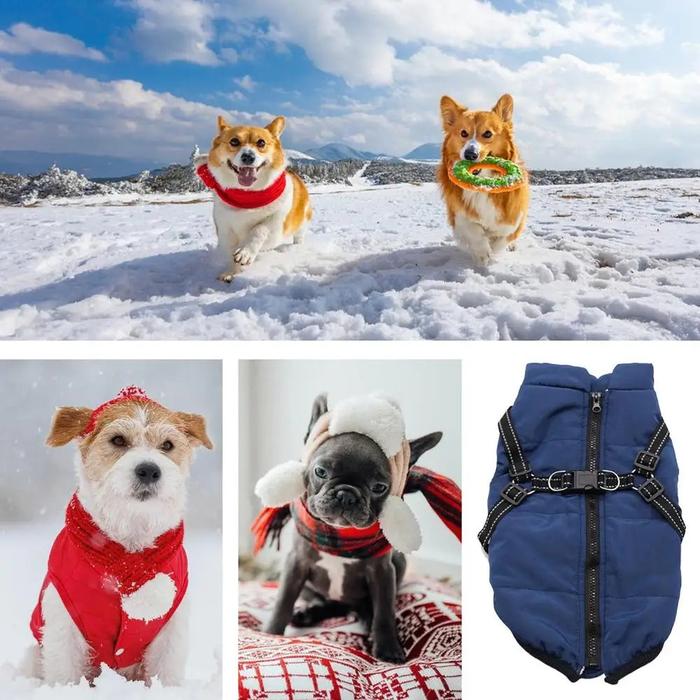 Warm coat with integrated harness – Peaceful winter for your dog