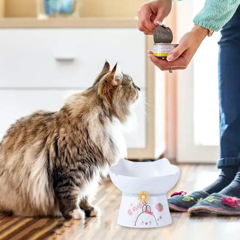 Raised Cat Bowl – Pain-Free Eating Every Day