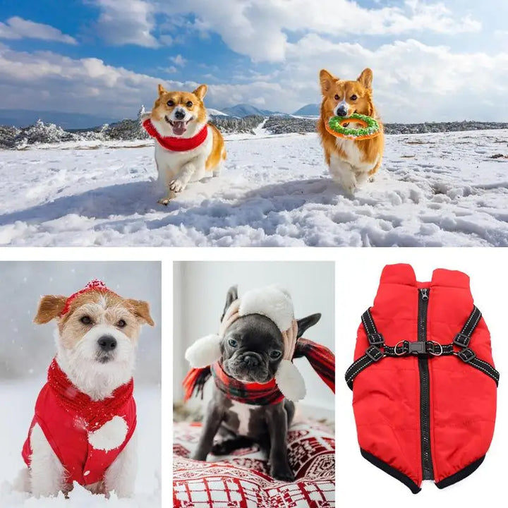 Warm coat with integrated harness – Peaceful winter for your dog