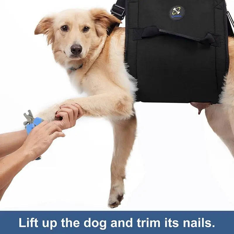 Dog Support Harness: Walking Again, Together
