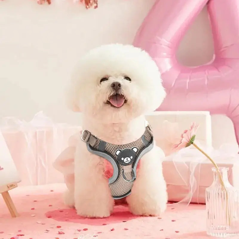 Luminous harness for dogs and cats, visible at night without stress